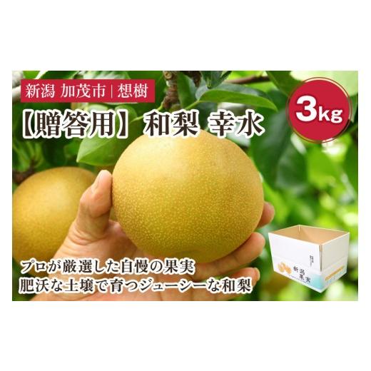 ふるさと納税 梨 新潟県 加茂市 2026年先行予約 贈答用 新潟県産和梨 幸水 約3kg(5〜9玉)[8月下旬〜順次出荷] 梨 なし ナシ 幸水 こうすい 果物 果樹 フ…