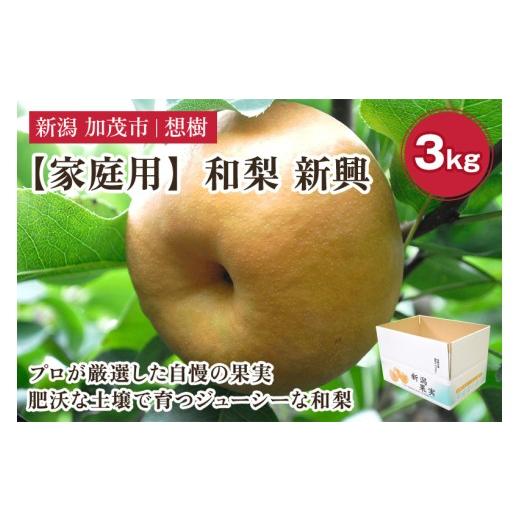 ふるさと納税 梨 新潟県 加茂市 2026年先行予約 家庭用 新潟県産和梨 新興 約3kg(5〜9玉)[12月上旬〜順次出荷] 梨 なし ナシ 新興 しんこう 果物 果樹 フ…