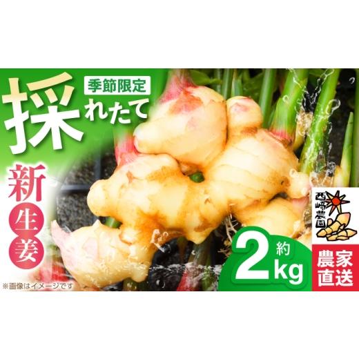 ふるさと納税 人参・大根・他根菜 高知県 高知市 新生姜 ハウス栽培 約2kg [毎年4月〜5月末発送] 西崎農園