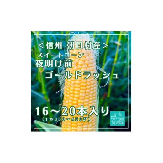 ふるさと納税 とうもろこし 長野県 朝日村 農家直送 夜明け前ゴールドラッシュ 16〜20本 (2026年7月中旬〜順次配送) 1726327