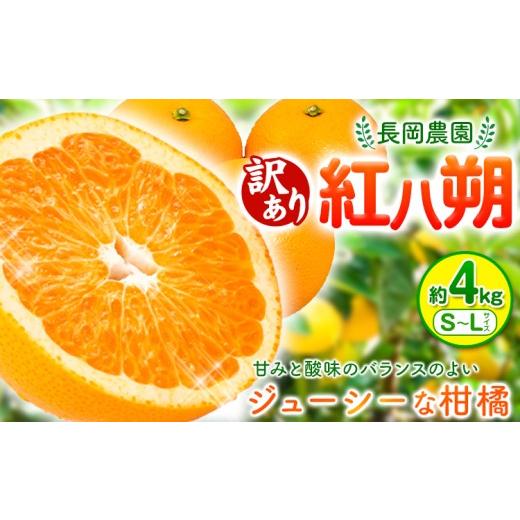 ふるさと納税 みかん・柑橘類 和歌山県 日高川町 訳あり 紅八朔 約4kg 長岡農園[2027年3月下旬-5月上旬頃出荷] 和歌山県 日高川町 紅八朔 八朔 はっさく 約…