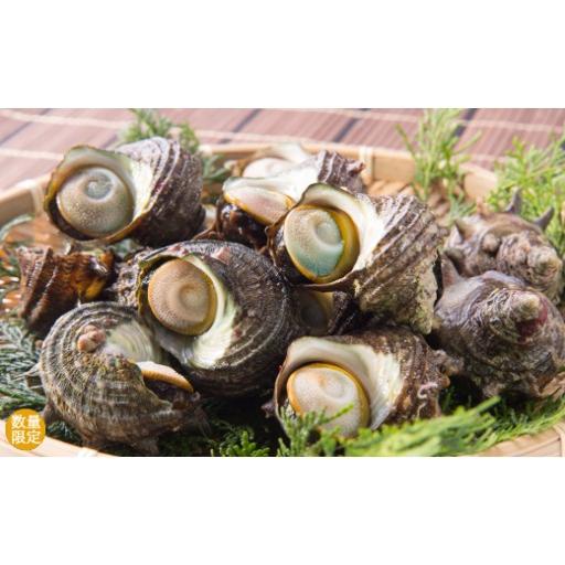 ふるさと納税 サザエ 三重県 紀北町 活さざえ1.2Kg(10〜15個) 冷蔵便 上保商店 US05 ? 冷蔵便で発送 活さざえ1.2kg[4月25日着〜10月31日着配達指定分まで]