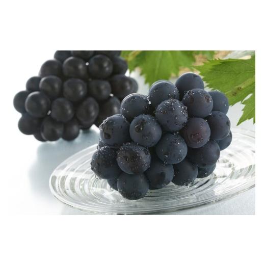 ふるさと納税 果物類 ぶどう 和歌山県 かつらぎ町 かつらぎ町産 ピオーネ 2房(約1.25kg) 2026年8月中旬〜2026年9月末ごろ順次発送 AQ-ikd732