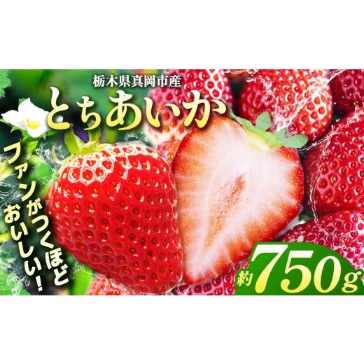 ふるさと納税 いちご 栃木県 真岡市 2027年 先行予約受付中 1月発送 鮮度抜群 朝採れ旬のとちあいか 750g以上 | 発送 真岡市 栃木県 送料無料 いちご イチゴ…