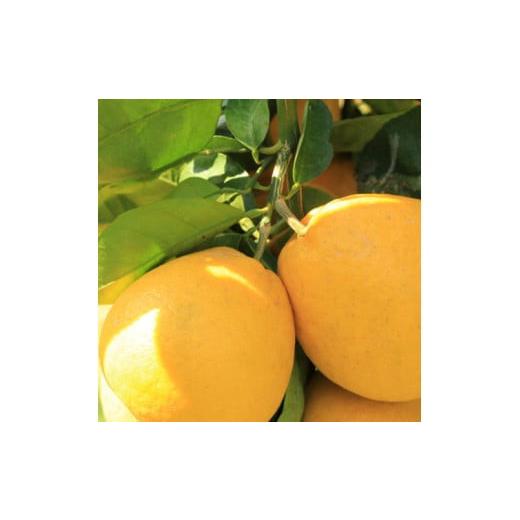 ふるさと納税 みかん・柑橘類 オレンジ 和歌山県 すさみ町 4月中旬〜 有田育ちの爽やか河内晩柑(ご家庭用)約3.5kg | ばんかん 文旦 グレープフルーツ 柑橘 …