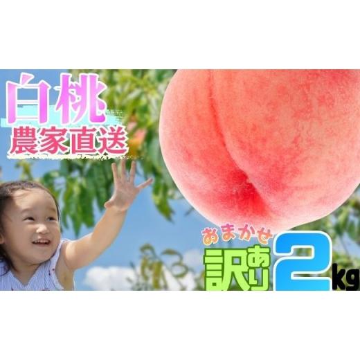 ふるさと納税 もも 山形県 朝日町 白桃 ご家庭用 訳あり 2kg 2026年8月中旬発送 山形県 朝日町産 農家直送 山形産 家庭用 もも モモ 桃 ピーチ 果物 フルーツ …