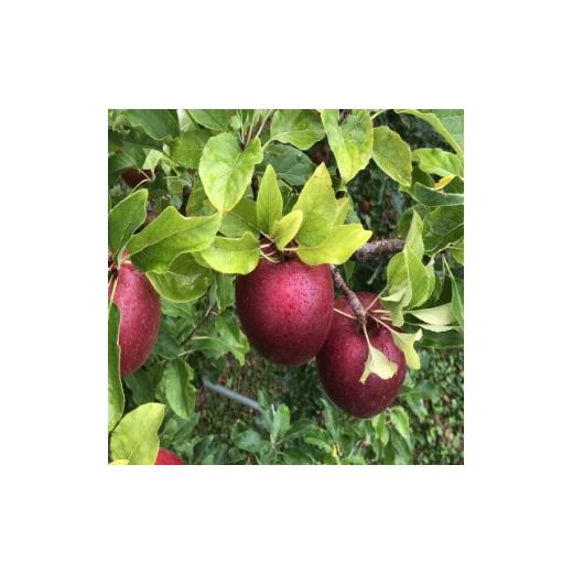 ふるさと納税 りんご 青森県 黒石市 青森りんご 恋空(こいぞら) 家庭用 約3kg お盆の頃に収穫 真夏の本格派りんご 約12個入り 1648321