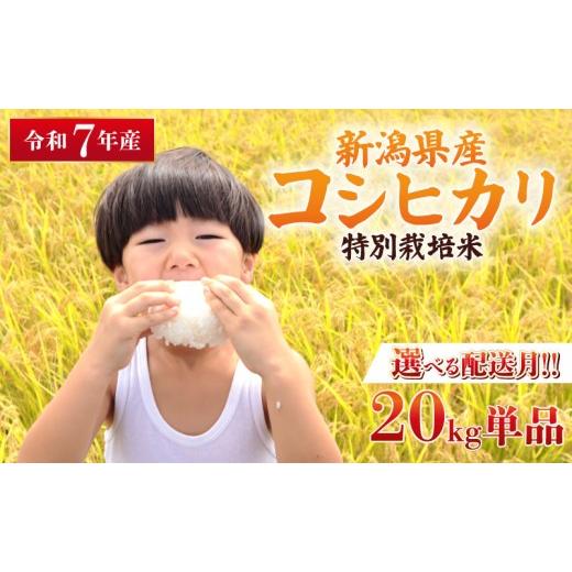 ふるさと納税 米 コシヒカリ 新潟県 新発田市 2026年6月中旬より順次配送 令和7年産 特別栽培米 コシヒカリ 20kg 単品 コンテスト 入賞 米 おこめ お米 ブラ…