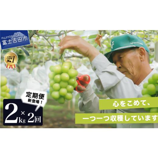 ふるさと納税 ぶどう マスカット 山梨県 富士吉田市  2026年発送 2回定期便 産地直送 高級シャインマスカット2kg以上（3〜4房） 定期便2回 2kg以上（3〜4房） …の画像