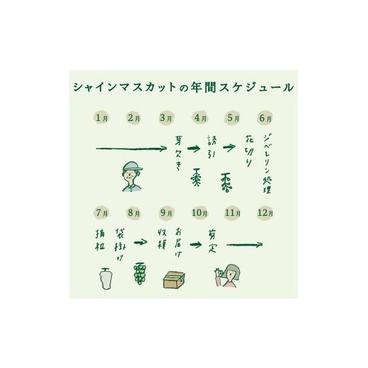ふるさと納税 ぶどう マスカット 山梨県 富士吉田市  2026年発送 2回定期便 産地直送 高級シャインマスカット2kg以上（3〜4房） 定期便2回 2kg以上（3〜4房） …の画像