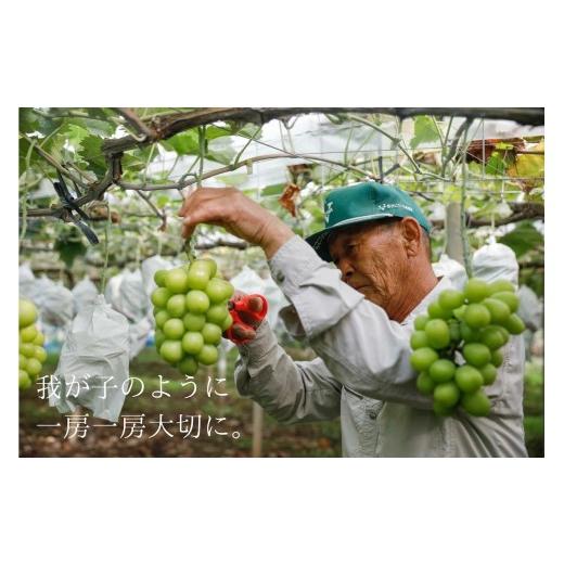 ふるさと納税 ぶどう マスカット 山梨県 富士吉田市  2026年発送 2回定期便 産地直送 高級シャインマスカット2kg以上（3〜4房） 定期便2回 2kg以上（3〜4房） …の画像
