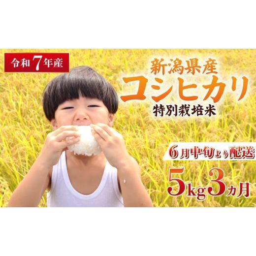 ふるさと納税 米 コシヒカリ 新潟県 新発田市 2026年6月中旬より順次配送 令和7年産 特別栽培米 コシヒカリ 5kg 3回 定期便 コンテスト 入賞 米 おこめ お米 …