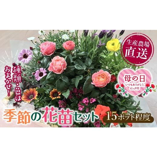 ふるさと納税 花・苗木 山口県 山陽小野田市 母の日ギフト用 生産農場直送 季節の花苗セット 10〜15ポット 花苗 苗 セット 寄せ植え 花壇 ガーデニング F6L-1…