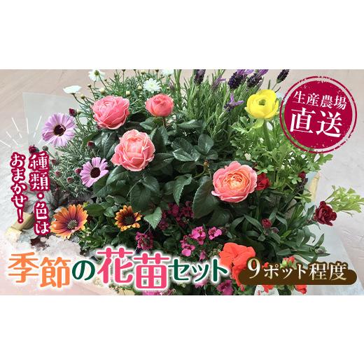 ふるさと納税 花・苗木 山口県 山陽小野田市 生産農場直送 季節の花苗セット (9ポット程度) 花苗 苗 セット 寄せ植え 花壇 ガーデニング F6L-868 通常