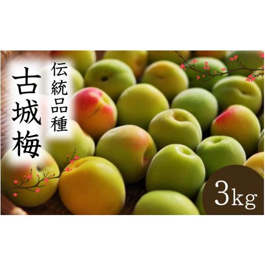 ふるさと納税 加工品等 梅干 和歌山県 田辺市 シロップ、梅酒に最適 先行予約 青梅 古城梅 3kg(2026年5月頃から順次発送予定) / 生梅 梅酒 梅ジャム 梅シロ…