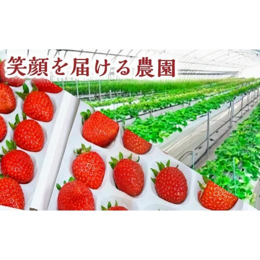 ふるさと納税 菓子 アイス 兵庫県 福崎町  甘さと爽やかさの贅沢セット 業務用4L いちごミルクアイス＆いちごシャーベット 各1個 いちご イチゴ アイス シャー…の画像