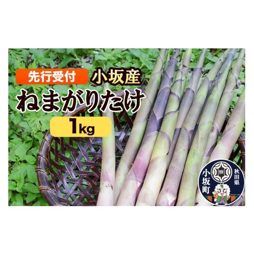 ふるさと納税 野菜類 山菜 秋田県 小坂町 [先行受付]小坂産 ねまがりだけ 1kg 根曲り竹 根曲がり竹 ねまがりだけ チシマザサ 春の味覚 山の幸 お味噌汁 炊き…