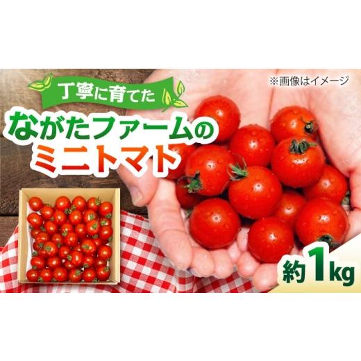 ふるさと納税 トマト 愛知県 愛西市 ミニトマト 1kg 野菜 トマト 愛西市 / ながたファーム