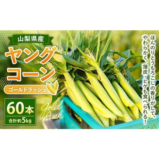 ふるさと納税 とうもろこし 山梨県 中央市 ヤングコーン ( ゴールドラッシュ ) たっぷり 60本 ( 約5kg ) 2026年5月上旬〜下旬迄発送予定 野菜 やさい とう…
