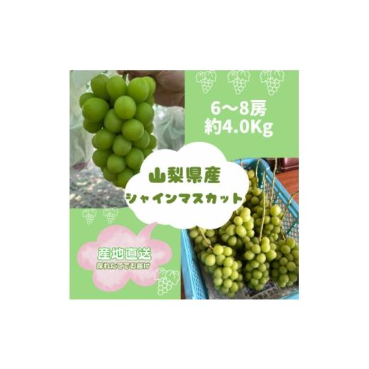 ふるさと納税 ぶどう 山梨県 山梨市  2026年9月発送予定 シャインマスカット 約4.0kg(6〜8房) 1727562の画像