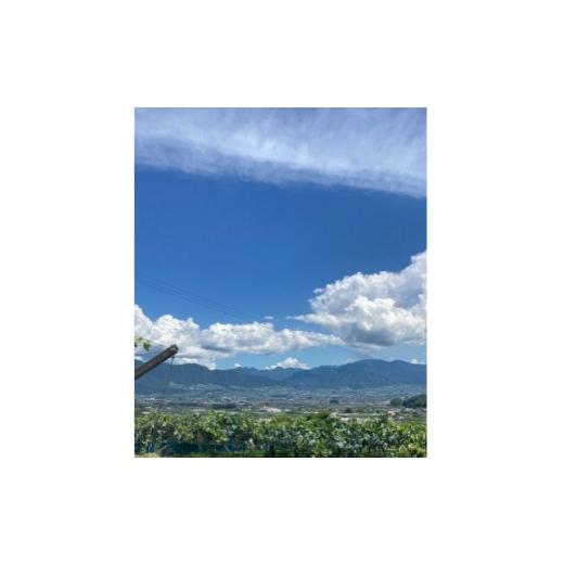 ふるさと納税 ぶどう 山梨県 山梨市  2026年8月より発送予定 ピオーネ6〜8房(約4.0kg) 1727826の画像