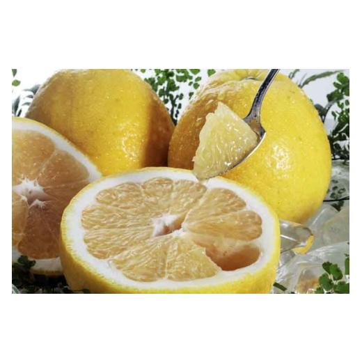 ふるさと納税 みかん・柑橘類 愛媛県 八幡浜市 八幡浜産・河内晩柑8kg 訳あり C56-23 _ワケアリ 訳アリ 晩柑 不揃い 規格外 ミカン みかん 常温 フルーツ 果物…