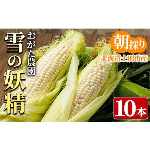 ふるさと納税 とうもろこし 北海道 士別市 ホワイトスイートコーン 雪の妖精 (10本) 2026年7月下旬以降発送予定 北海道産 北海道 士別市 とうもろこし スイー…