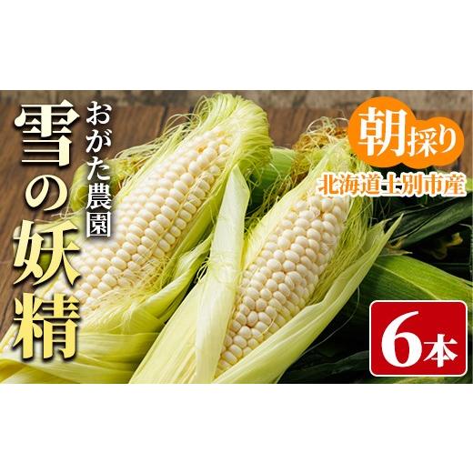 ふるさと納税 とうもろこし 北海道 士別市 ホワイトスイートコーン 雪の妖精 (6本) 2026年7月下旬以降発送予定 北海道産 北海道 士別市 とうもろこし スイート…