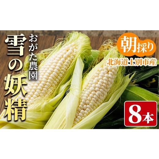 ふるさと納税 とうもろこし 北海道 士別市 ホワイトスイートコーン 雪の妖精 (8本) 2026年7月下旬以降発送予定 北海道産 北海道 士別市 とうもろこし スイート…