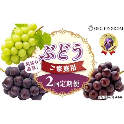 ふるさと納税 果物類 ぶどう 岡山県 玉野市 ぶどう 2026年 先行予約 ご家庭用 2回 定期便 ピオーネ オーロラブラック シャインマスカット ブドウ 葡萄 岡山県…