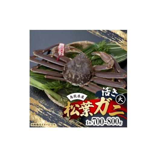 ふるさと納税 カニ ずわいガニ 鳥取県 智頭町 活 鳥取県産タグ付き松葉ガニ大1枚(700〜800g) 1536362