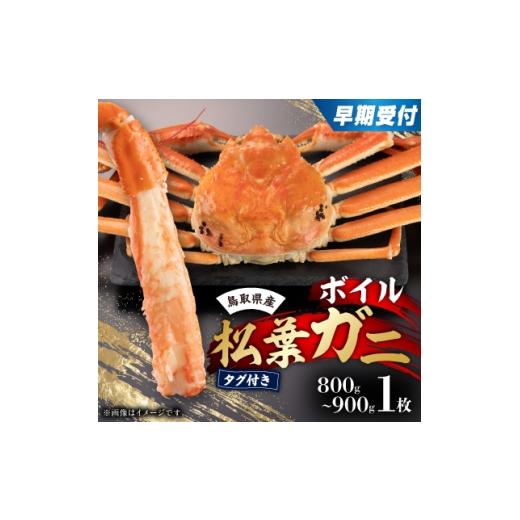 ふるさと納税 カニ ずわいガニ 鳥取県 智頭町 早期受付 鳥取県産タグ付きボイル松葉ガニ大1枚 2026/10/31までのお申込み分 1536364