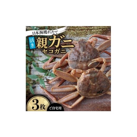 ふるさと納税 カニ 鳥取県 智頭町 先行予約 活き 日本海獲れたて親ガニ(セコガニ)3枚 11月中旬から順次発送 1536858