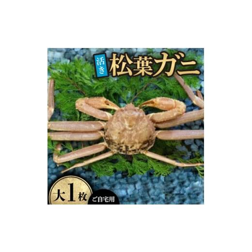 ふるさと納税 カニ 鳥取県 智頭町 先行予約 活き ご自宅用松葉ガニ 大 1枚(800〜940g前後) 11月中旬から順次発送 1596406