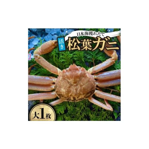 ふるさと納税 カニ 鳥取県 智頭町 先行予約 活き タグ付き松葉ガニ 大1枚(800〜940g前後) 11月中旬から順次発送 1596430