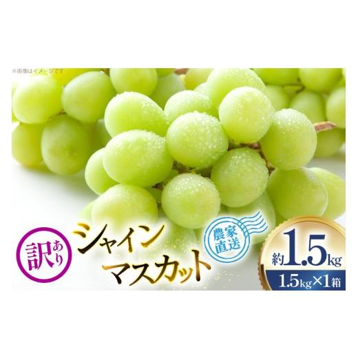 ふるさと納税 ぶどう マスカット 山形県 高畠町 期間限定発送 ぶどう 家庭用 訳あり シャインマスカット 約1.5kg 1箱 治右衛門果樹園 山形県 高畠町 tk06ays8…