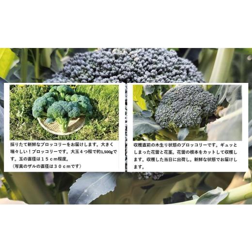 ふるさと納税 野菜類 秋田県 大館市 採りたて新鮮 ブロッコリー 約2800g 90P3212　／ 東北 秋田 大館 新鮮 農産物 農家 野菜 ブロッコリー 農産物 産直 農家 …_2