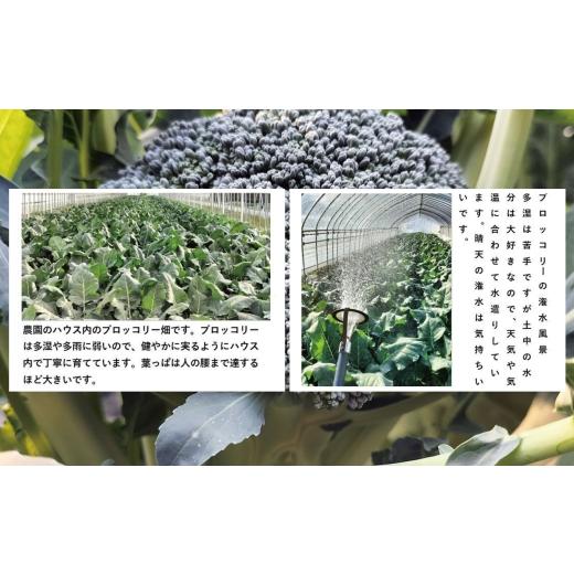 ふるさと納税 野菜類 秋田県 大館市 採りたて新鮮 ブロッコリー 約2800g 90P3212　／ 東北 秋田 大館 新鮮 農産物 農家 野菜 ブロッコリー 農産物 産直 農家 …_3