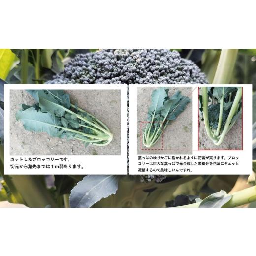 ふるさと納税 野菜類 秋田県 大館市 採りたて新鮮 ブロッコリー 約2800g 90P3212　／ 東北 秋田 大館 新鮮 農産物 農家 野菜 ブロッコリー 農産物 産直 農家 …_4
