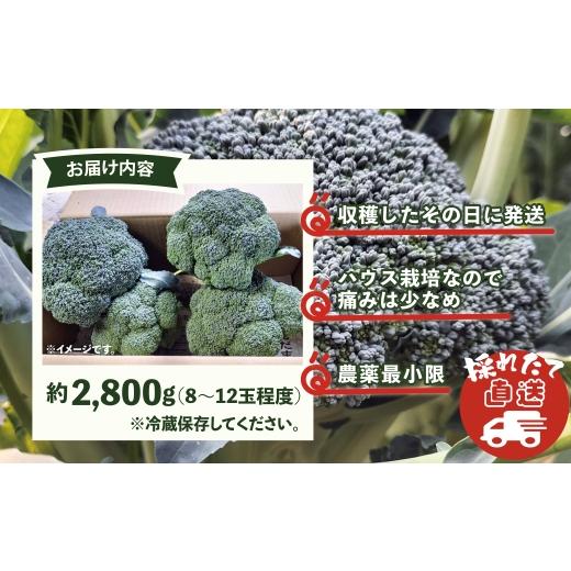 ふるさと納税 野菜類 秋田県 大館市 採りたて新鮮 ブロッコリー 約2800g 90P3212　／ 東北 秋田 大館 新鮮 農産物 農家 野菜 ブロッコリー 農産物 産直 農家 …_5