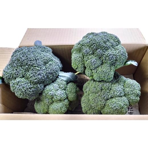 ふるさと納税 野菜類 秋田県 大館市 採りたて新鮮 ブロッコリー 約2800g 90P3212　／ 東北 秋田 大館 新鮮 農産物 農家 野菜 ブロッコリー 農産物 産直 農家 …_8