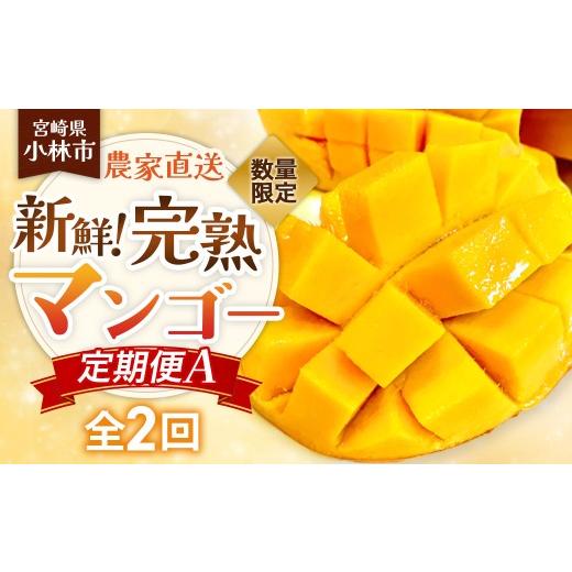 ふるさと納税 マンゴー 宮崎県 小林市 定期便 数量限定/契約農家直送の新鮮完熟マンゴー定期便A(完熟マンゴー×2回) 30セット マンゴー フルーツ 果物 完…