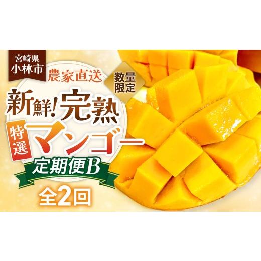 ふるさと納税 マンゴー 宮崎県 小林市 定期便 数量限定/契約農家直送の新鮮完熟マンゴー定期便B(特選完熟マンゴー×2回) 50セット マンゴー フルーツ 果物…