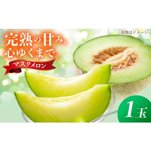 ふるさと納税 メロン メロン青肉 福岡県 糸島市 先行受付 マスクメロン 1玉 糸島市 / 平山農園 2026年7月以降順次発送 メロン フルーツ