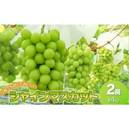 ふるさと納税 ぶどう マスカット 山形県 鶴岡市 令和8年先行予約 小粒でも甘くておいしいシャインマスカット 2房(約1kg) 山形県鶴岡市 みのりファーム…