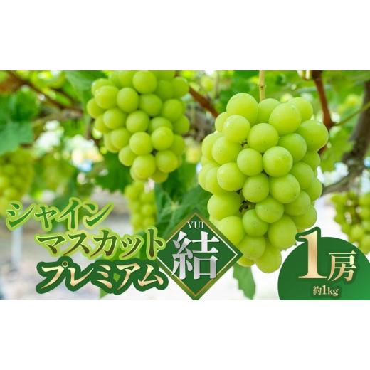 ふるさと納税 ぶどう マスカット 山形県 鶴岡市 令和8年先行予約 シャインマスカット プレミアム「結」 1房(約1kg) 山形県鶴岡市 みのりファーム | ぶど…