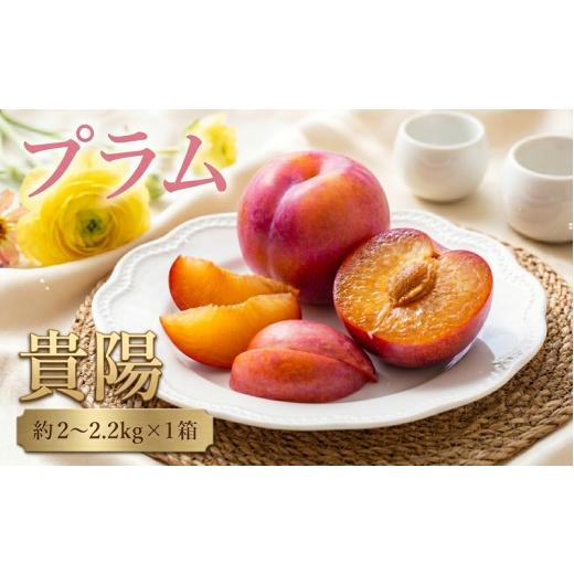 ふるさと納税 果物類 千葉県 東金市 2026年7月中旬以降発送予定 プラム(貴陽)約2〜2.2kg すもも 果物 くだもの フルーツ ふるーつ 美味しい ぷらむ お取り…