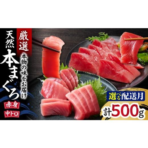 ふるさと納税 マグロ 神奈川県 三浦市 本物の味をお届け 厳選 天然本鮪 中トロ・赤身セット 10月お届け M005-021-10 10月お届け