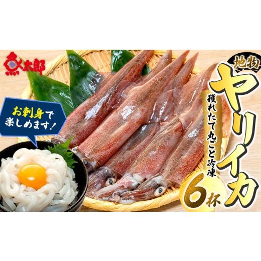 ふるさと納税 イカ 愛知県 南知多町 地物ヤリイカ獲れたて丸ごと冷凍 6杯 烏賊 いか ヤリイカ イカ 晩ごはん イカフライ いかめし おかず お弁当 刺身 おさし…