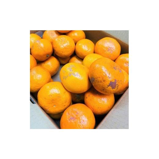 ふるさと納税 果物類 みかん 和歌山県 有田川町 家庭用 有田みかん 1kg (約9個〜10個)_3